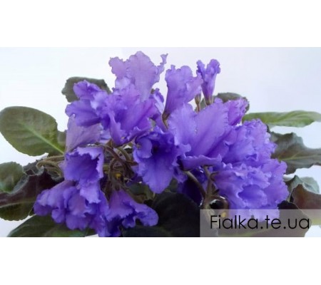 Senk's Big Bells 522